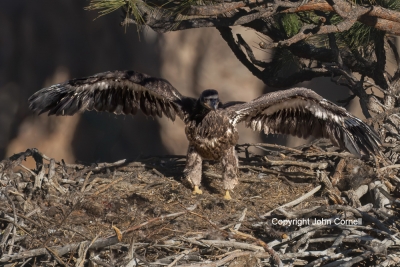 Bald-Eagle;Eagle;Haliaeetus-leucocephalus;Nest;One;avifauna;bird;birds;chick;col